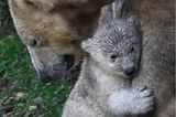 Tierbabys: Esibärjunges Kara mit Eisbärin Sessi