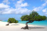 Der Eagle Beach auf der kleinen niederländischen Karibikinsel Aruba ist traumhaft schön mit seinem klaren Wasser und seinem breiten Sandstrand. Eagle Beach gehört aber zur Hauptstadt Oranjestad und ist daher kein Geheimtipp! 