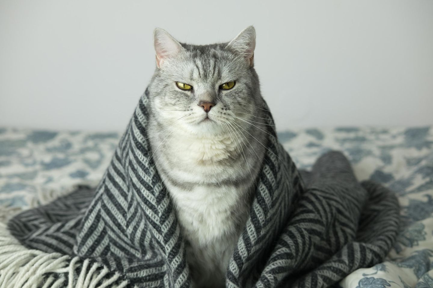 Kater statt Katze: Graue Katze unter Decke