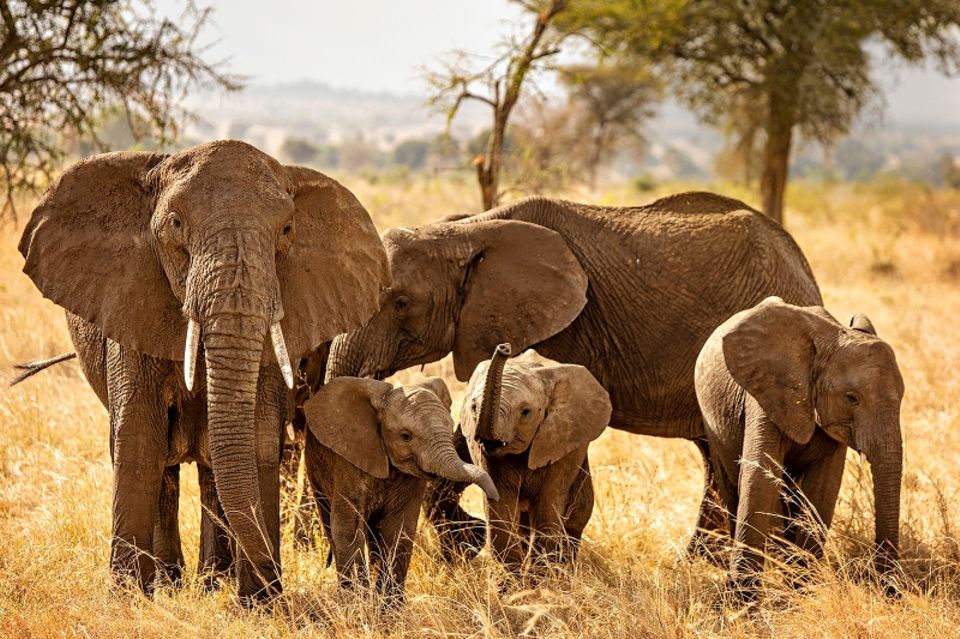 Uganda: Elefantenfamilie