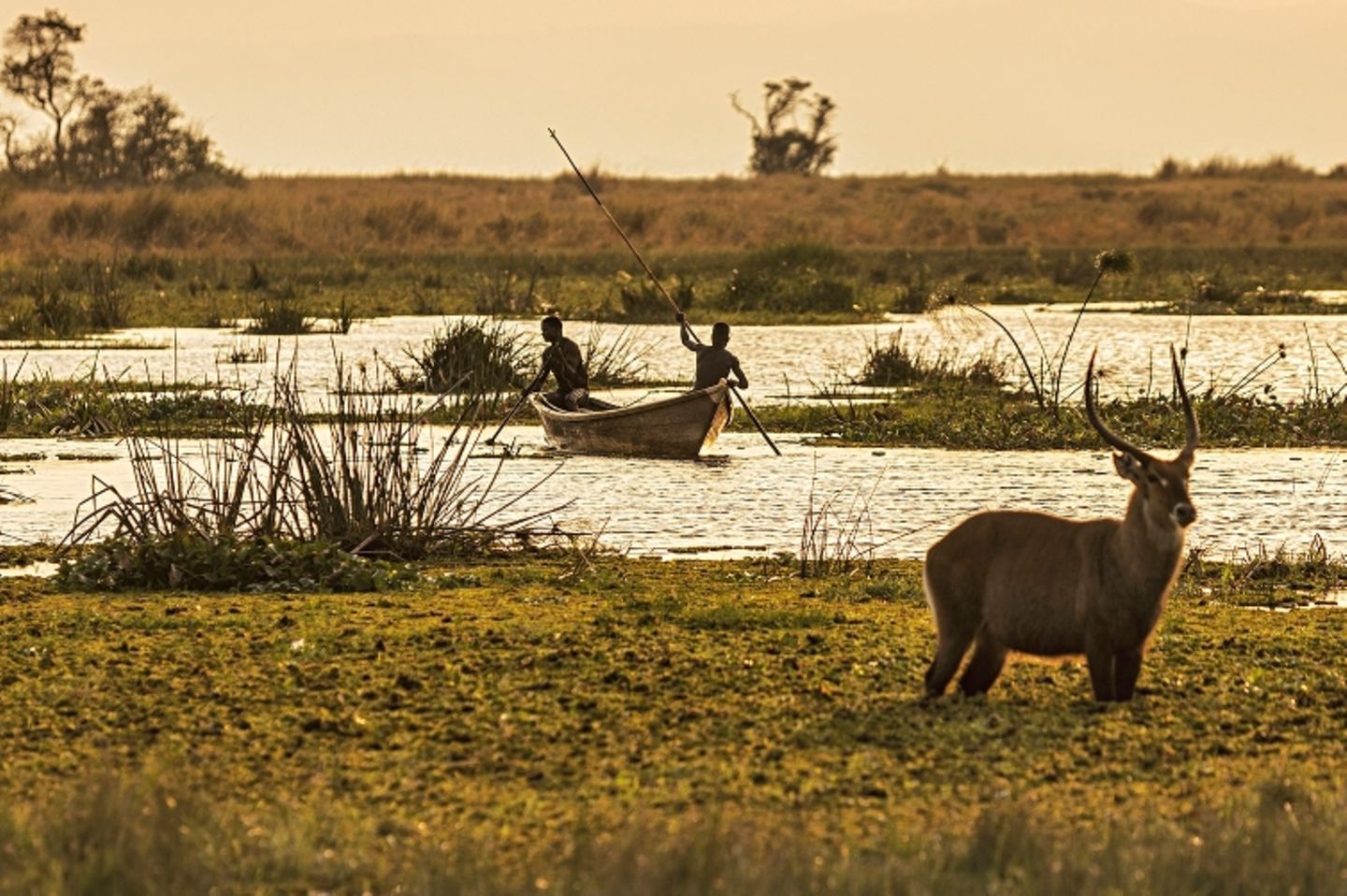 Uganda: Antilope im Nationalpark