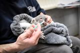 Tierbabys: Koalajungtier bekommt die Flasche