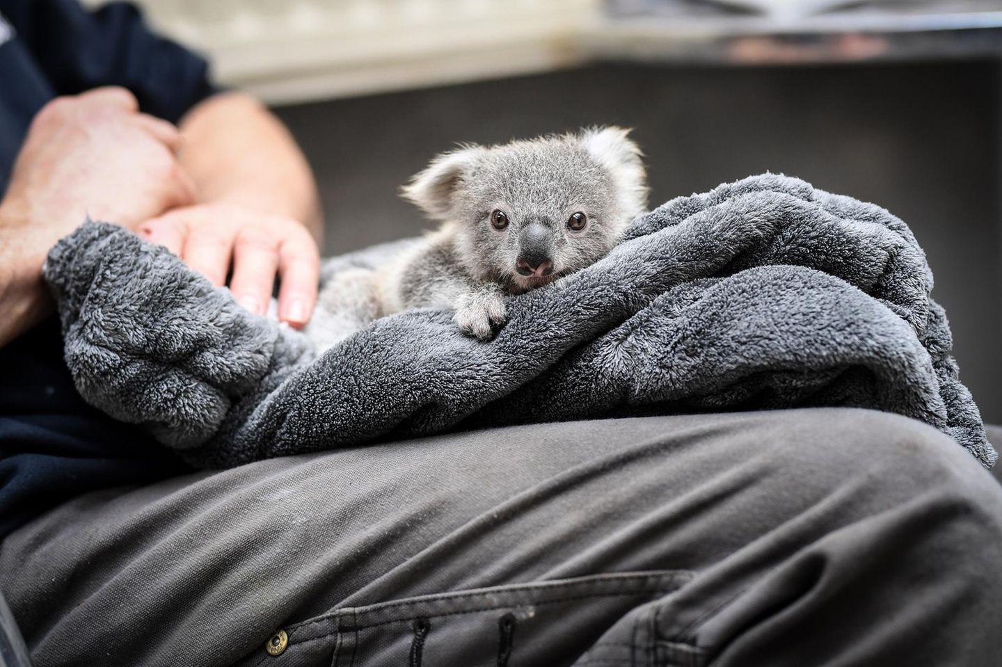 Tierbabys: Koalajungtier sitzt auf  dem Schoß