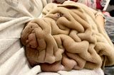 Tierbabys: Faltenhund liegt auf Decke