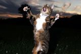 Haustier Fotowettbewerb:Katze springt