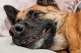 Haustier Fotowettbewerb: Hund liegt im Bett