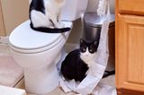 Haustier Fotowetbbewerb: Katzen im Badezimmer