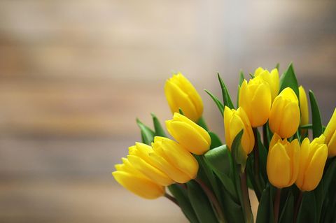 Tulpen länger frisch halten: gelber Strauß Tulpen