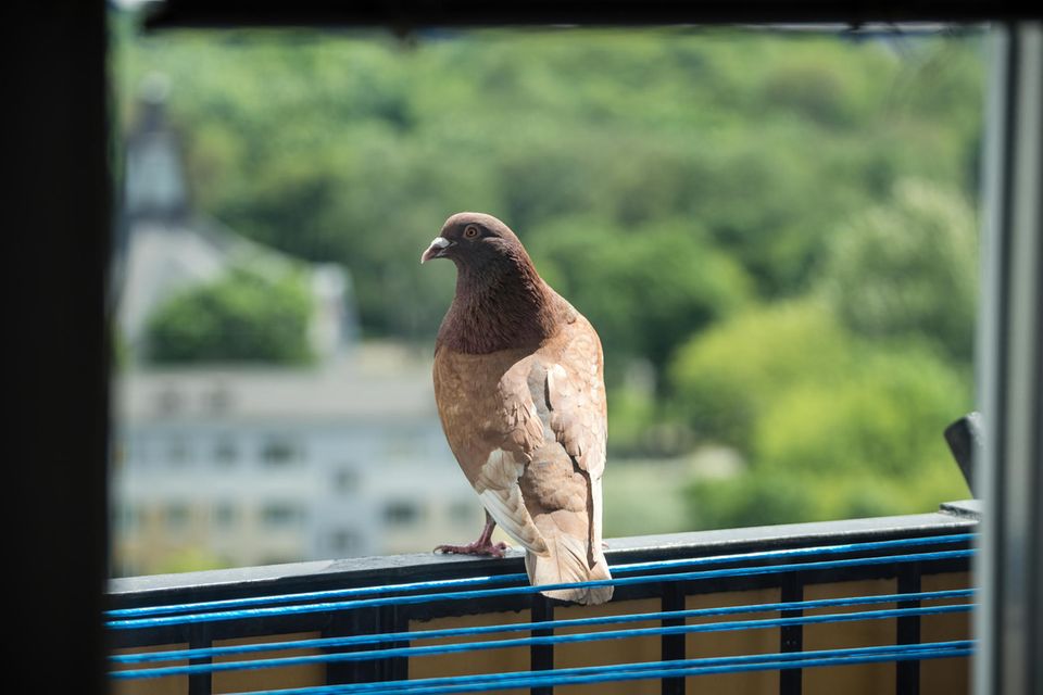Tauben verjagen vom Balkon