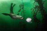 World Press Photo 2021: Seelöwe unter Wasser mit Maske