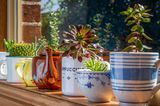 Upcycling Ideen Garten: Geschirr als Pflanztopf