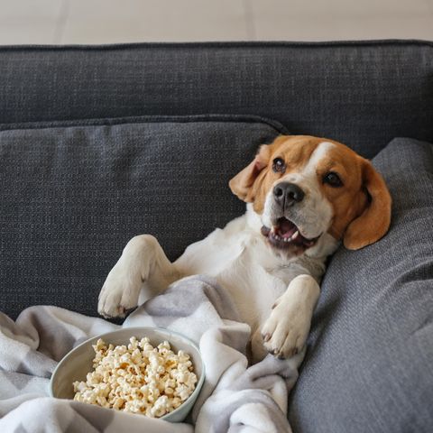 hund mit popcorn, beagle, hund auf der couch