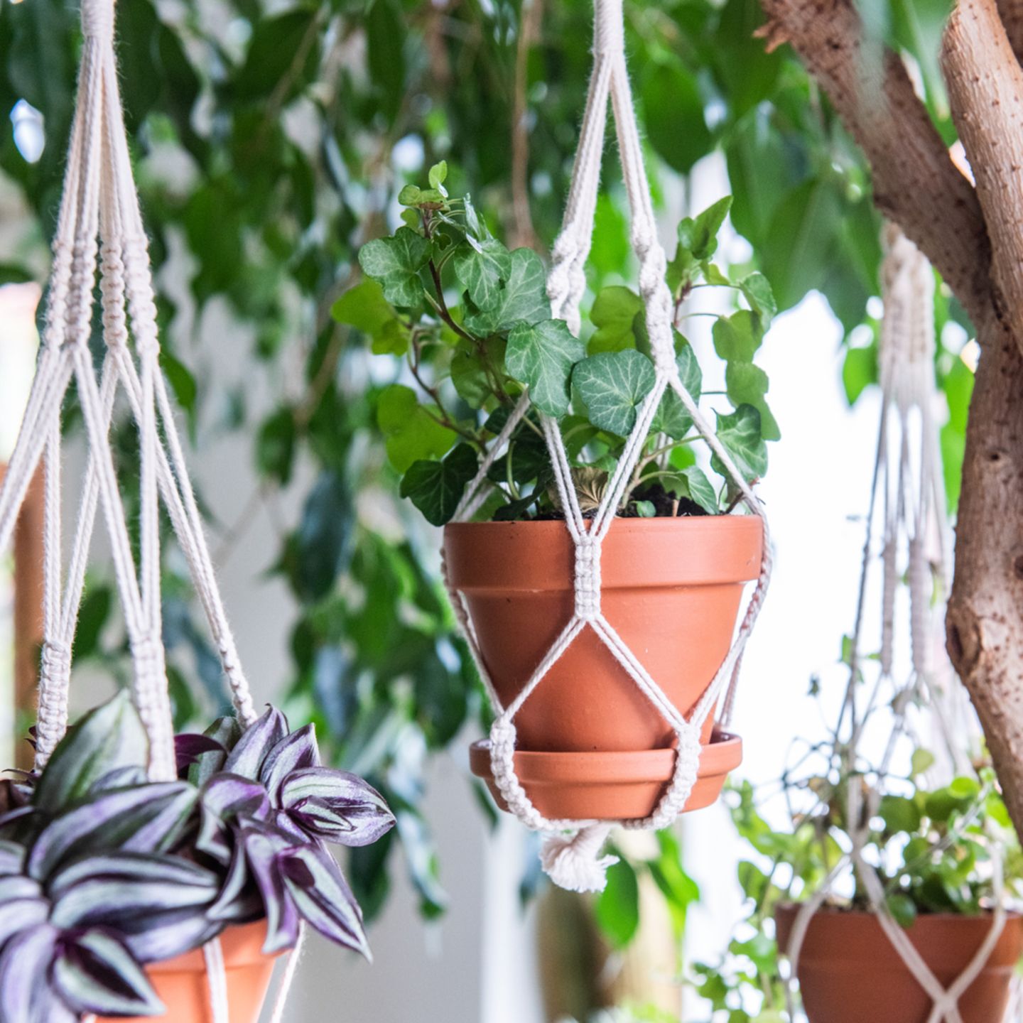 Terrassen-Deko selber machen: Pflanzenampel