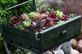 Terrassen-Deko selber machen: Sukkulenten in einer alten Schublade