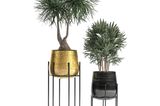 Gartenparty: Elefantenbaum