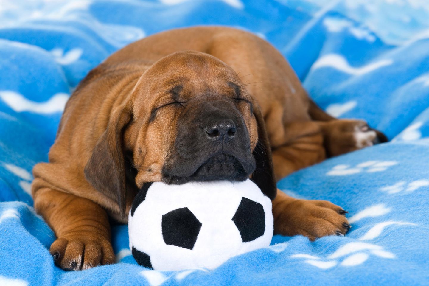 Fußball-EM: Hund liegt auf Fußball