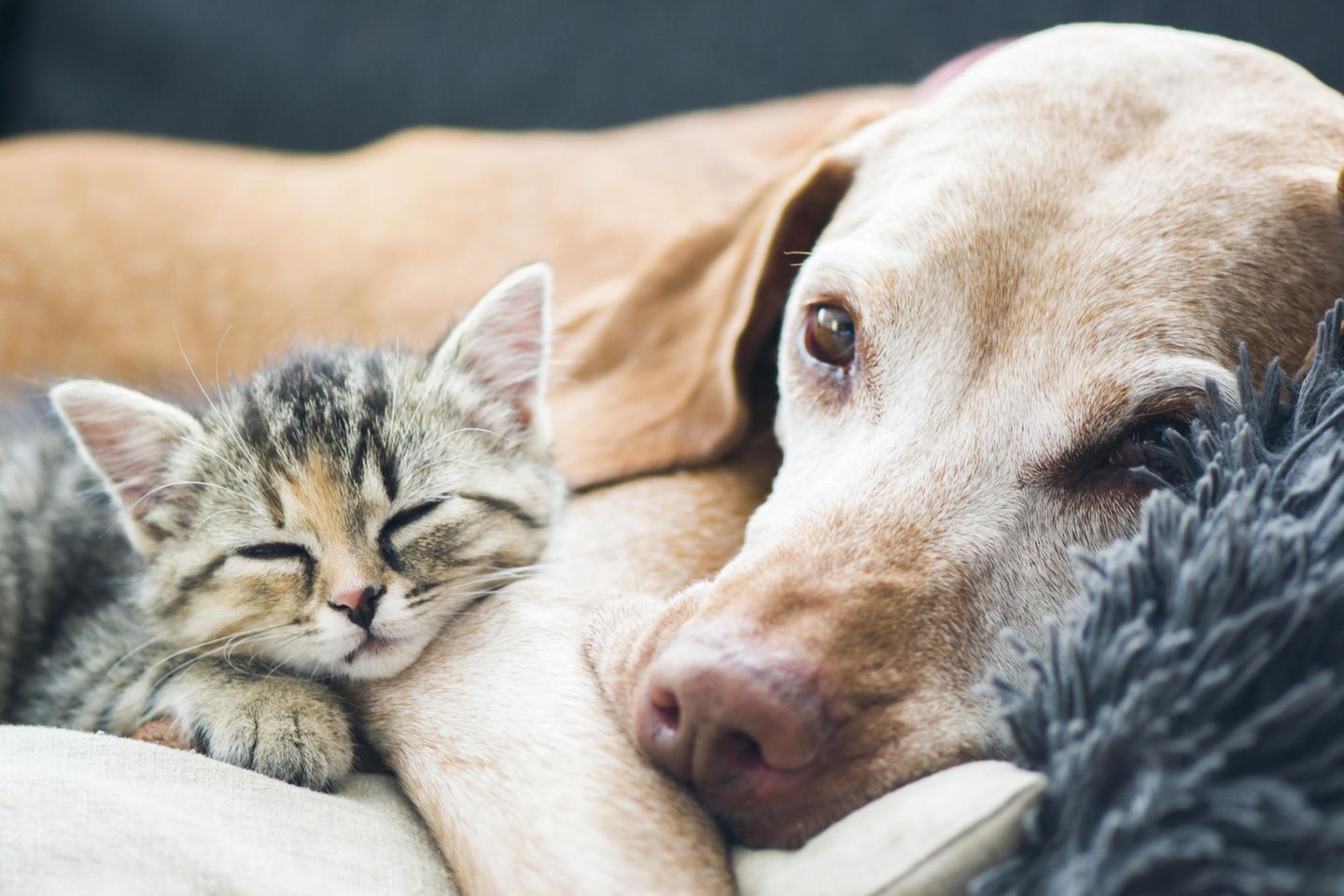 Süße Haustiere: Katze und Hund