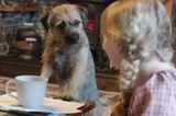Comedy Pet Photo Award 2021: Hund am Tisch