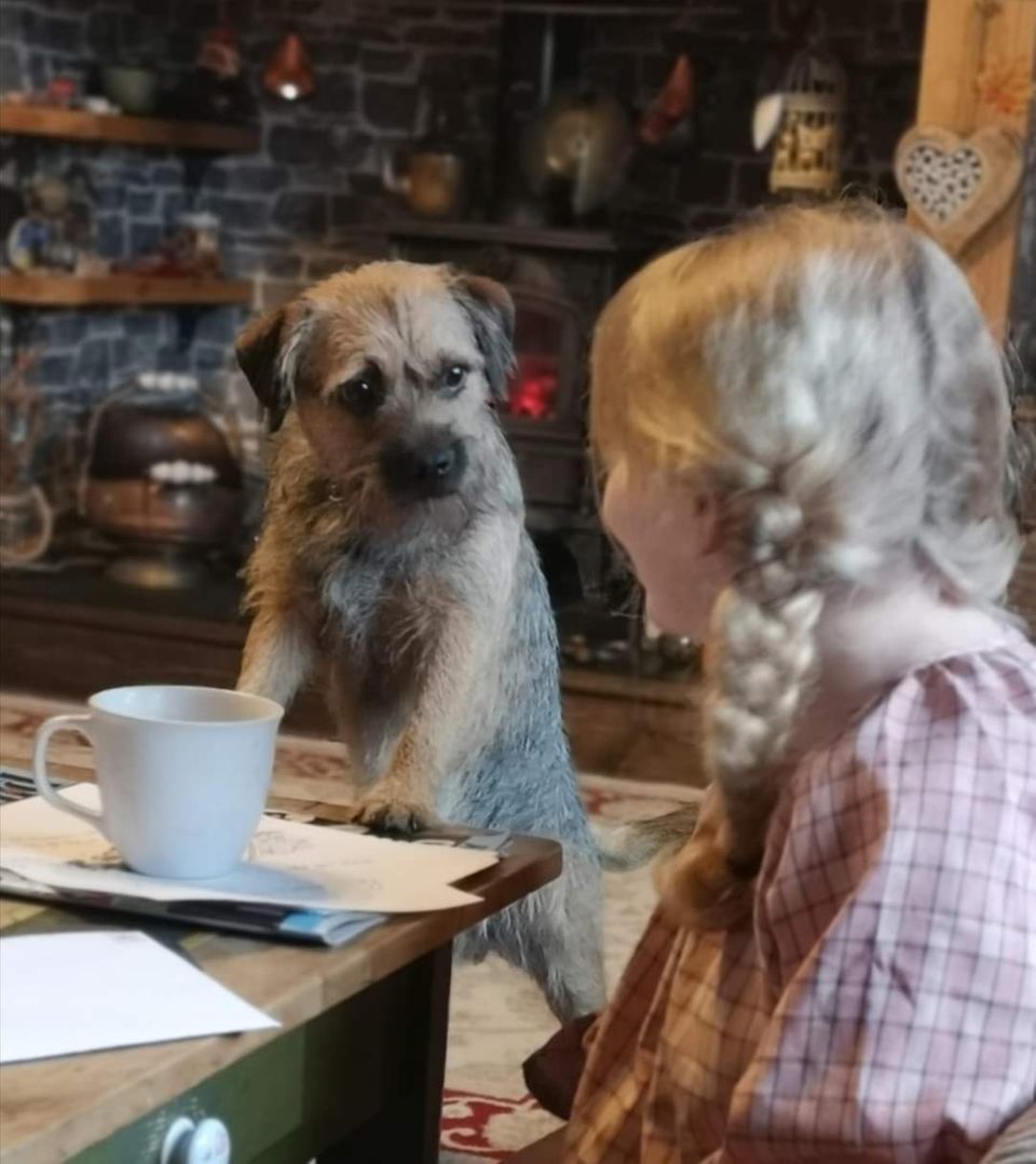 Comedy Pet Photo Award 2021: Hund am Tisch