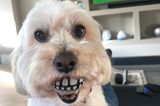 Comedy Pet Photo Award 2021: Hund mit Zähnen
