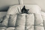 Comedy Pet Photo Award 2021: Katze im Bett