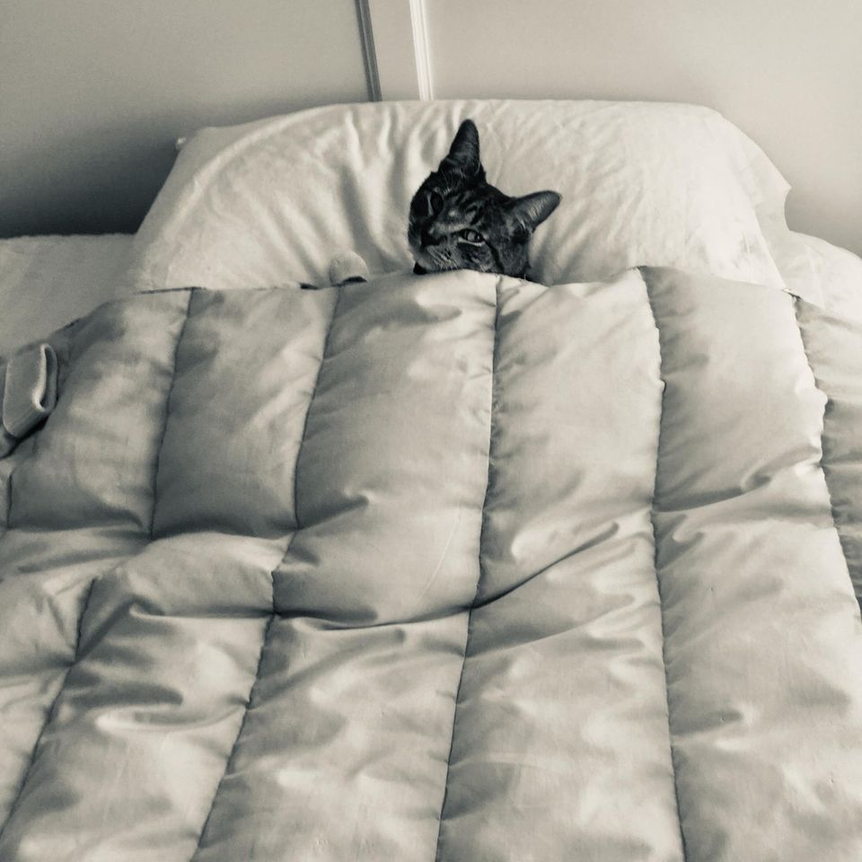 Comedy Pet Photo Award 2021: Katze im Bett