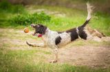 Comedy Pet Photo Award 2021: Hund mit Ball