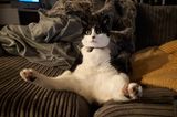 Comedy Pet Photo Award 2021: Katze sitzt auf Couch