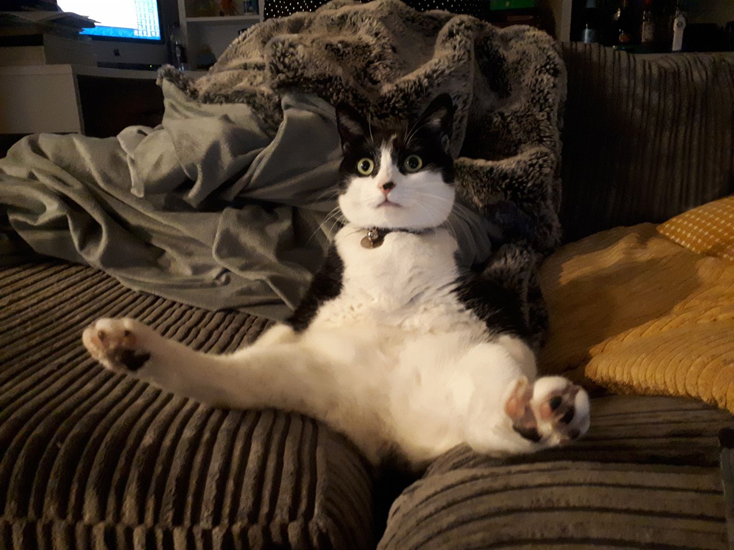 Comedy Pet Photo Award 2021: Katze sitzt auf Couch