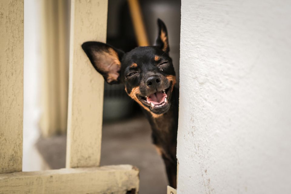 Comedy Pet Photo Award 2021: grinsender Hund