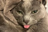 Comedy Pet Photo Award 2021: Katze in Decke