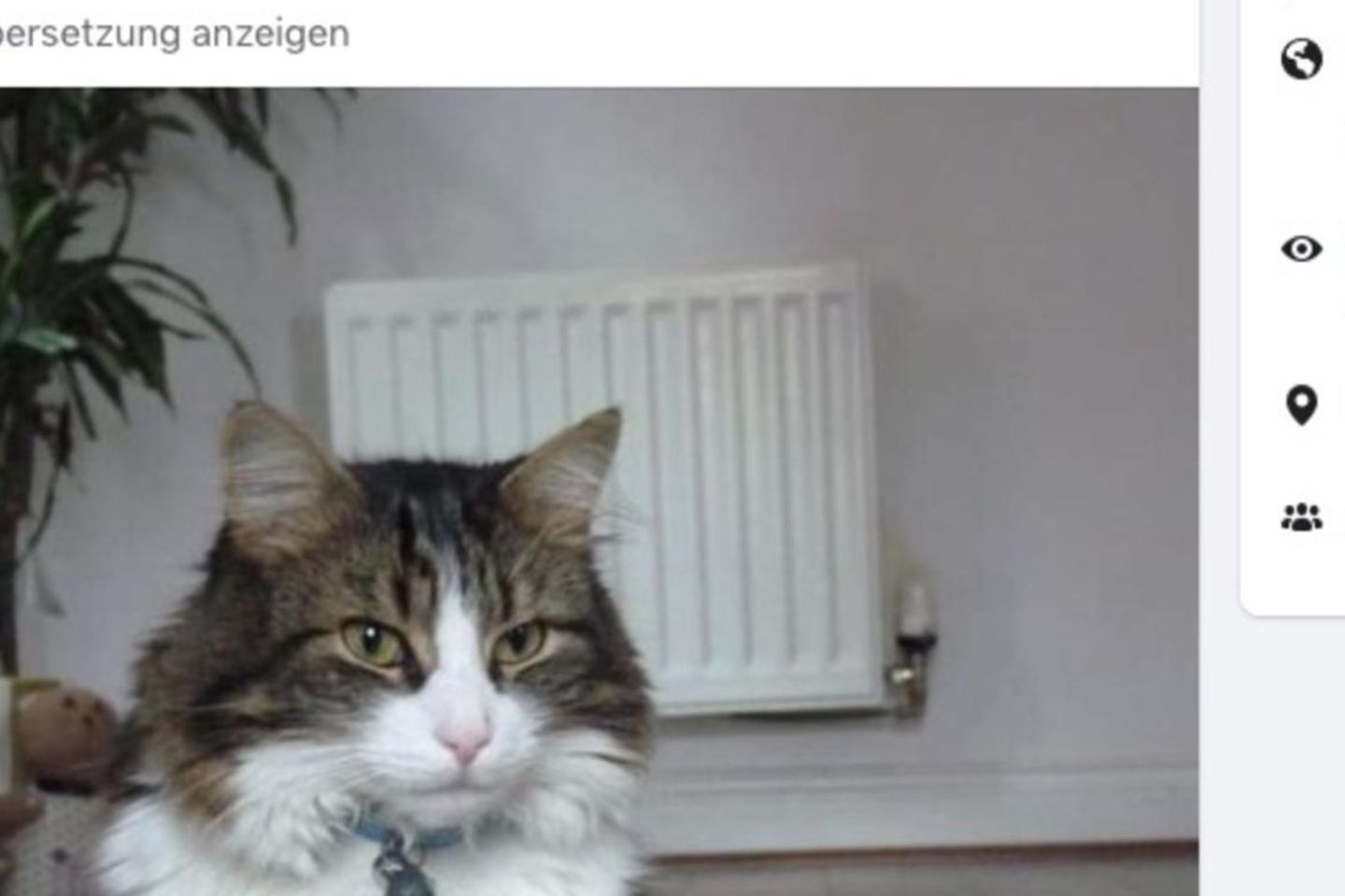Wilde Haustier-Story: Katze