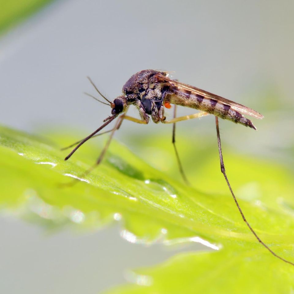 Mückensterben: Mücke auf einem Blatt