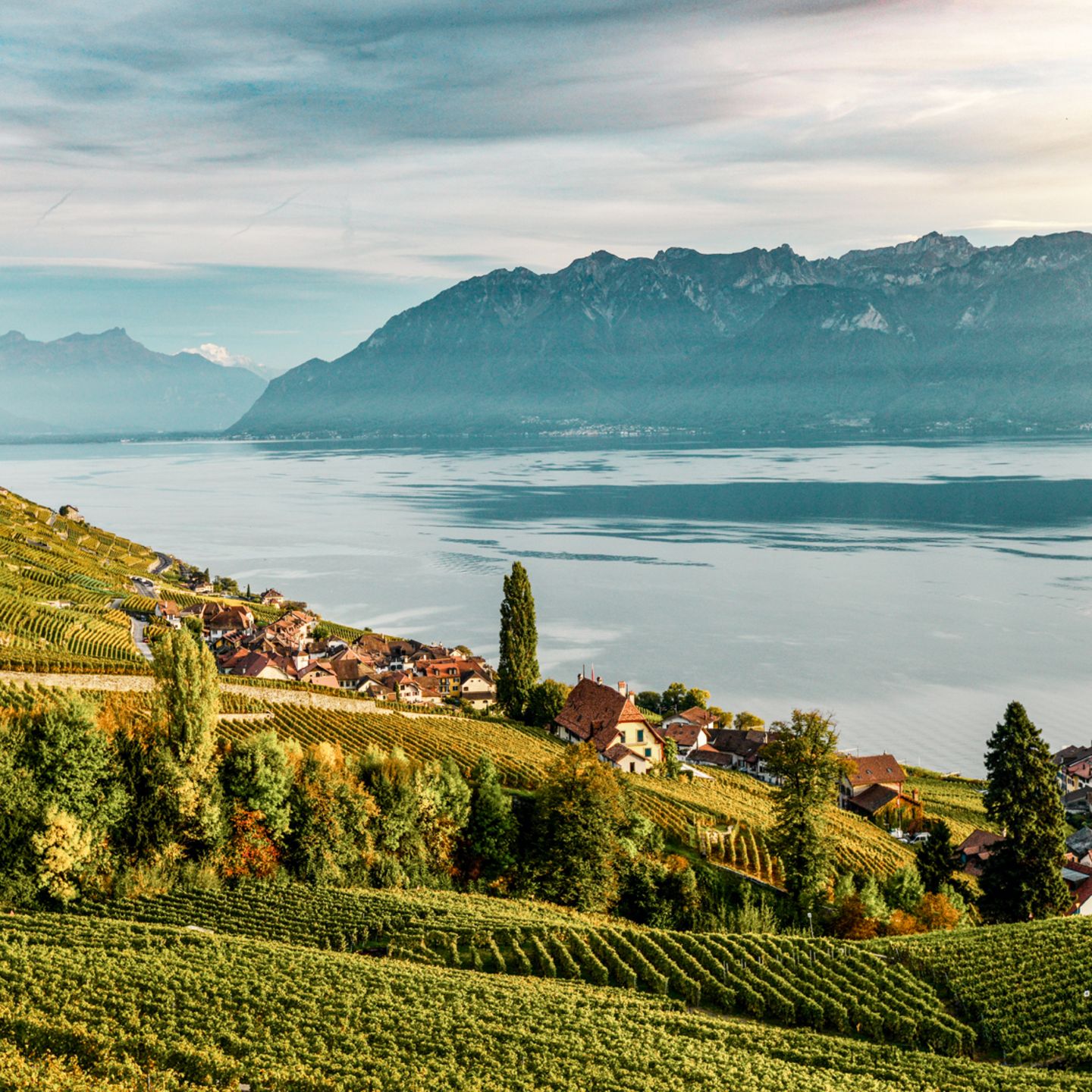 Das Weinbaugebiet Lavaux zwischen Lausanne und Montreux-Vevey gehört seit 2007 zum Weltkulturerbe der UNESCO. Die Stadt Lausanne ist größter öffentlicher Besitzer von Weinbergen in der Schweiz. Weinbars sind in Lausanne also besonders zu empfehlen. 