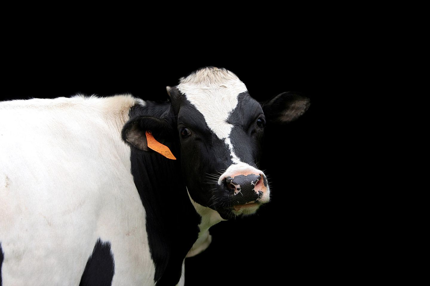 Tierfreunde sollten keinen Käse essen: Kuh