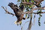 Comedy Wildlife Awards 2021: Vogel fliegt gegen Baum