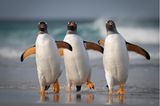 Comedy Wildlife Awards 2021: Pinguine