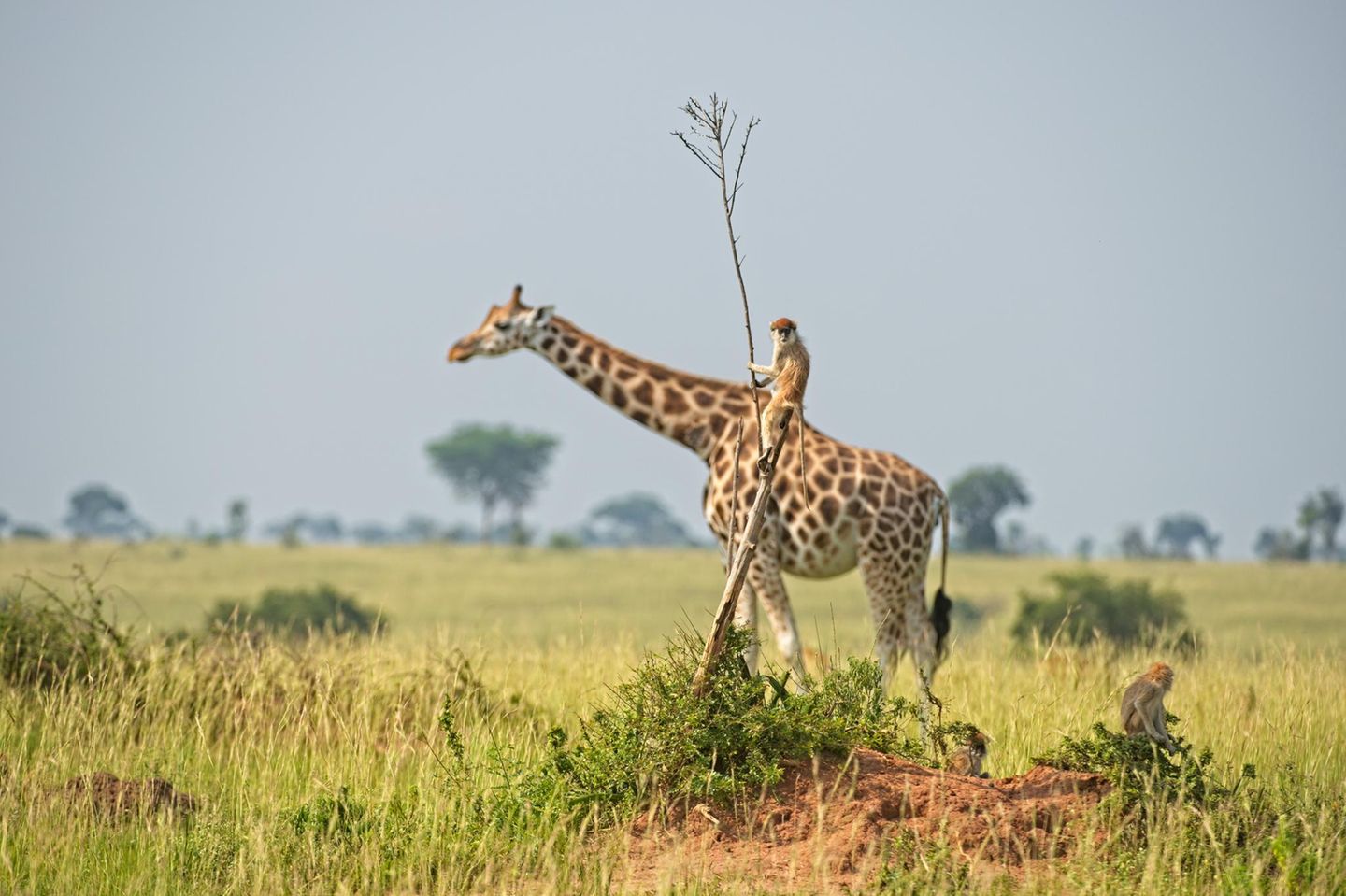 Comedy Wildlife Awards 2021: Giraffe und Affe
