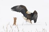 Comedy Wildlife Awards 2021: Weißkopfadler mit Präriehund