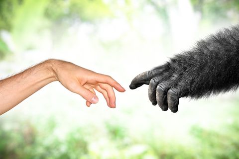 Eine Menschenhand und eine Affenhand berühren sich beinahe.
