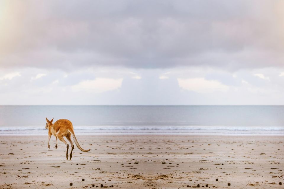Australien: Känguru am Strand