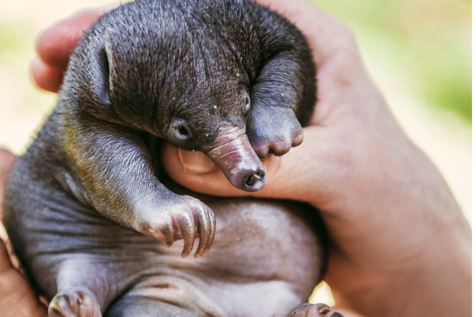 Australien: Schnabeligel-Baby