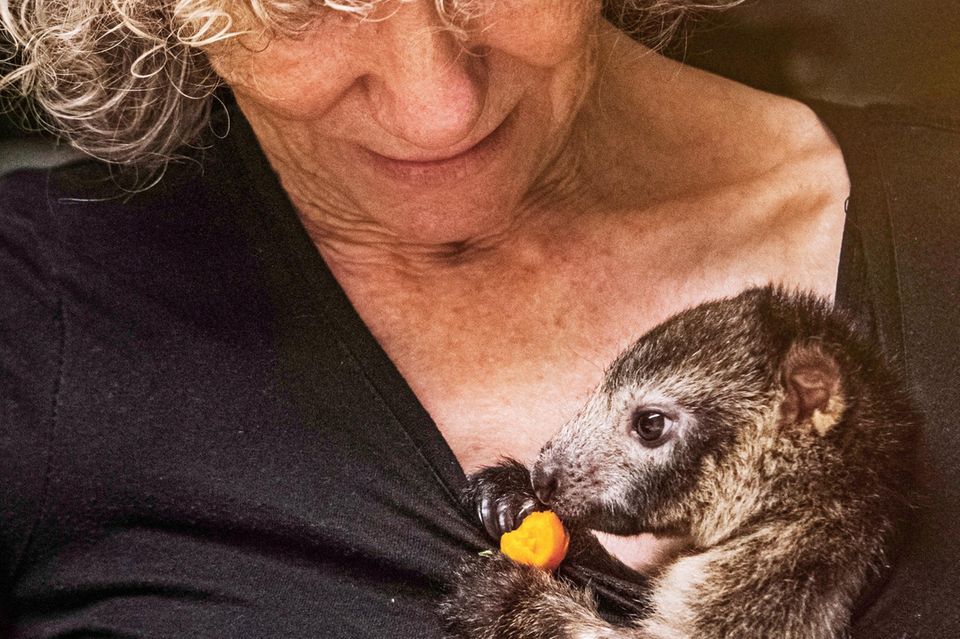 Australien: Frau hat Baumkänguru-Baby im Arm