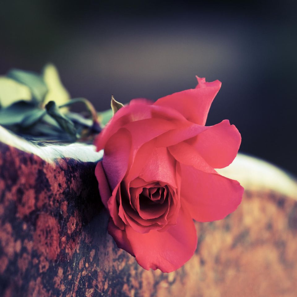 Tag der Toten: Rote Rose