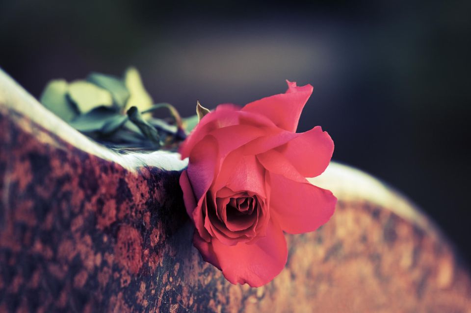 Tag der Toten: Rote Rose