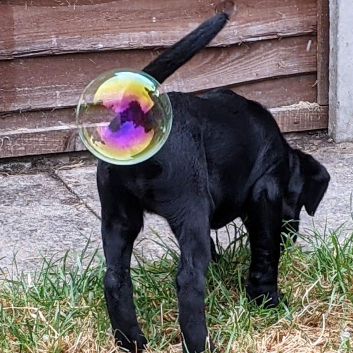 Comedy Pet Photo Award 2021: Hund mit Seifenblase