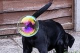 Comedy Pet Photo Award 2021: Hund mit Seifenblase