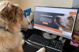 Comedy Pet Photo Award 2021: Hund vor Computer