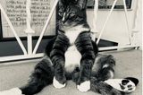 Comedy Pet Photo Award 2021:  Katze sitzt