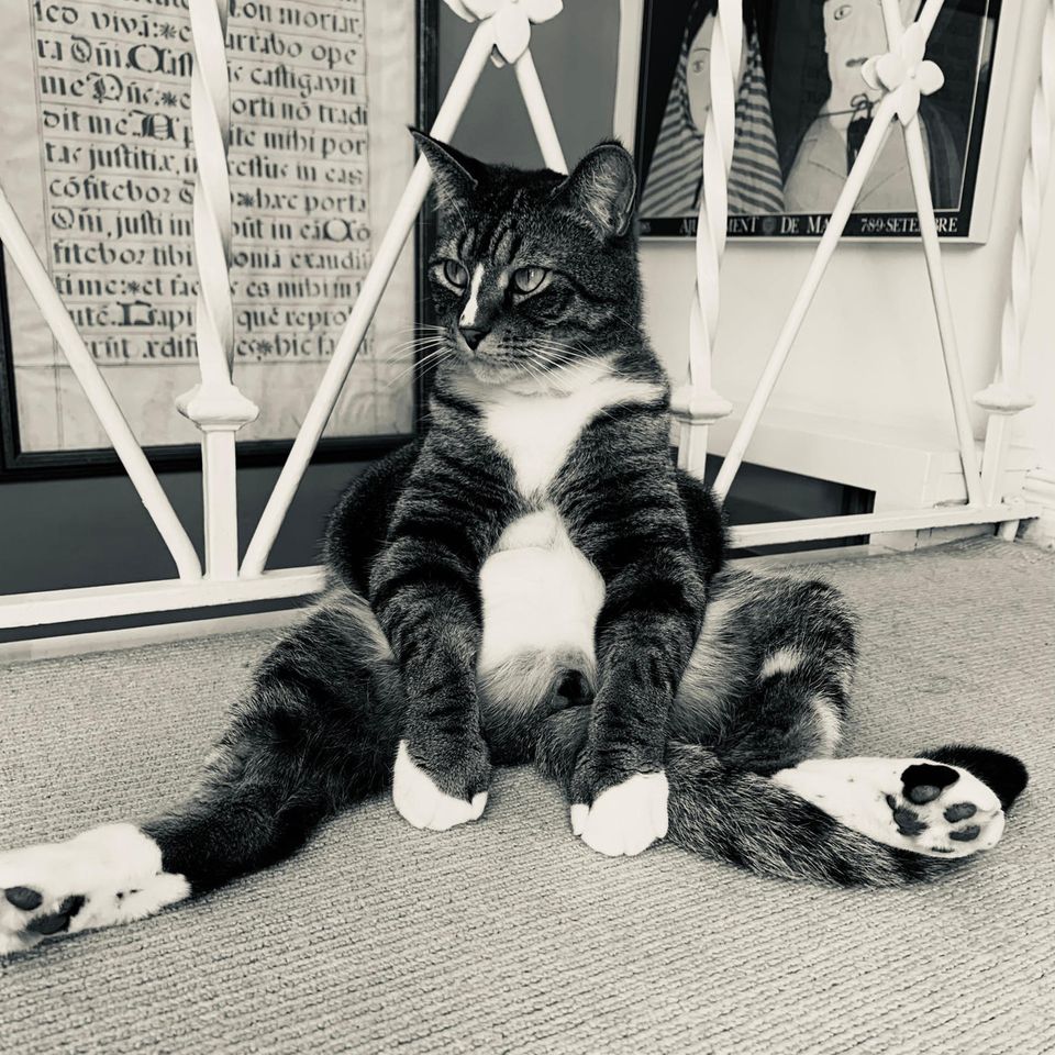 Comedy Pet Photo Award 2021: Katze sitzt